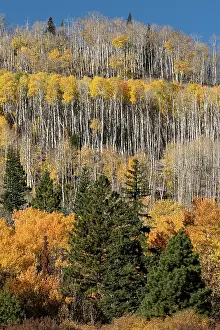Dixie: USA, Utah. Colorful autumn aspen on Boulder Mountain
