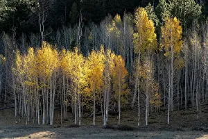 Dixie: USA, Utah. Colorful autumn aspen on Boulder Mountain