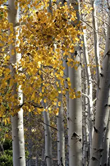 Dixie: USA, Utah. Colorful autumn aspen on Boulder Mountain