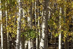 Dixie: USA, Utah. Colorful autumn aspen on Boulder Mountain