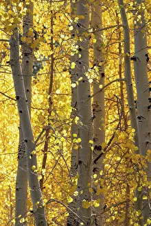 Dixie: USA, Utah. Colorful autumn aspen on Boulder Mountain