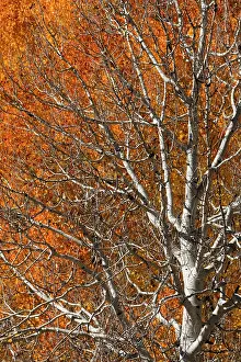 Dixie: USA, Utah. Colorful autumn aspen on Boulder Mountain