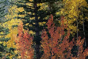 Dixie: USA, Utah. Colorful autumn aspen and ponderosa pine