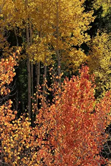 Dixie: USA, Utah. Colorful autumn aspen and ponderosa pine