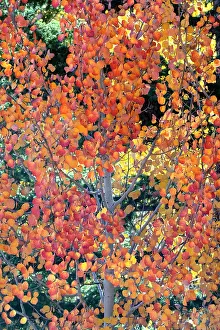 Dixie: USA, Utah. Colorful autumn aspen and ponderosa pine
