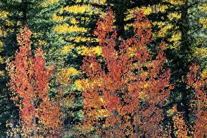 Dixie: USA, Utah. Colorful autumn aspen and ponderosa pine