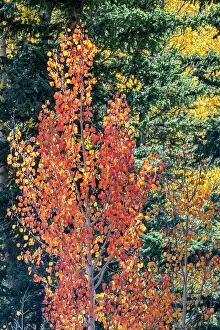 Dixie: USA, Utah. Colorful autumn aspen and ponderosa pine