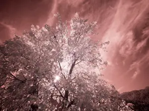 Eggers: USA, Utah, Infrared of the Logan Pass area