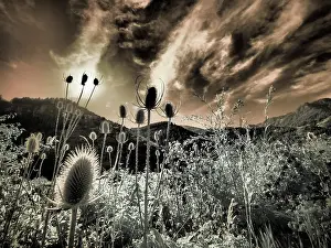 Eggers: USA, Utah, Infrared of the Logan Pass area
