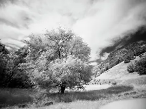 Eggers: USA, Utah, Infrared of the Logan Pass area and lone tree