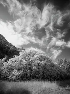 Eggers: USA, Utah, Infrared of the Logan Pass area and lone tree