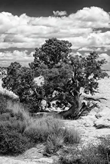 Ears: USA, Utah. Juniper with clouds, Bears Ears National