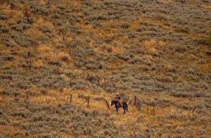 Line: USA, Utah, Logan Highway 89 cowboy on horseback