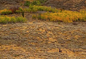 Line: USA, Utah, Logan Highway 89 cowboy on horseback