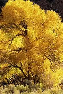 District: USA, Utah. Magnificently backlit autumn Cottonwood