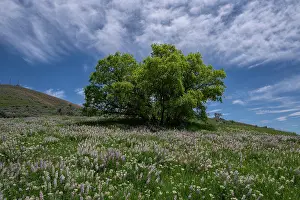 Lupine: USA, Utah. Oak tree on hillside of lupine