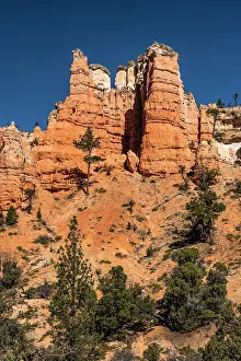 Dixie: USA, Utah. Orange and white hoodoos and pinyon pine