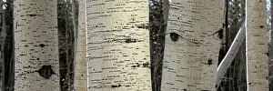 Trunks: USA, Utah. Panoramic detail of aspen trunks in Manti-La