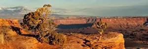 Point: USA, Utah. Panoramic of twisted juniper at an overlook