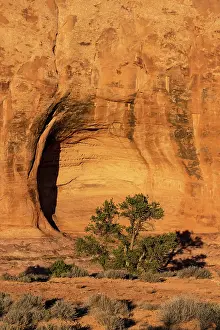 Sandstone: USA, Utah. Pinyon pine in an alcove, Sand Flats