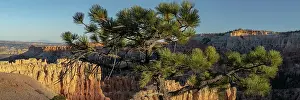 Pine: USA, Utah. Pinyon pine at Bryce Canyon National Park