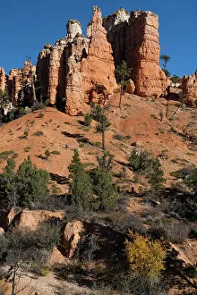 Dixie: USA, Utah. Pinyon pine and hoodoos, Bryce Canyon