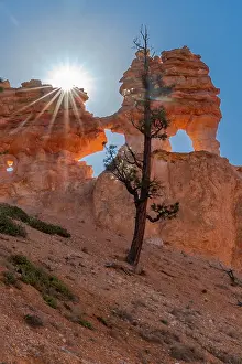 Dixie: USA, Utah. Ponderosa pine and hoodoos with starburst