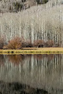 Bare: USA, Utah. Reflections on Warner Lake, Manti-La
