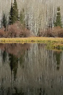 Bare: USA, Utah. Reflections on Warner Lake, Manti-La