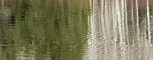 Bare: USA, Utah. Reflections on Warner Lake, Manti-La