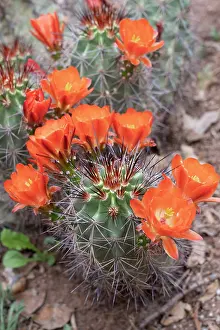 Cactus: USA, Utah. Scarlet hedgehog cactus, Red Butte Gardens