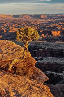 Point: USA, Utah. Twisted juniper at an overlook, Dead