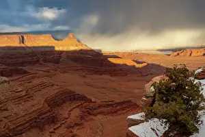 Point: USA, Utah. Twisted juniper at an overlook, Dead