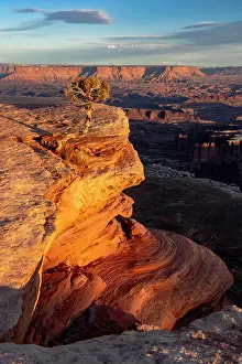 Point: USA, Utah. Twisted juniper at an overlook, Dead