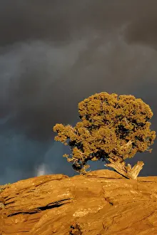 Point: USA, Utah. Twisted juniper at sunset with storm