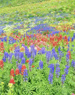 Smith: USA, Utah, Uinta National Forest, Wasatch