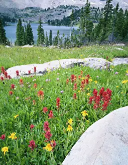 Smith: USA, Utah, Wasatch National Forest, High