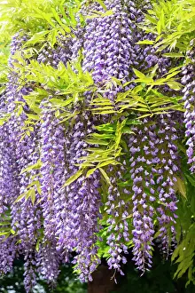 Butte: USA, Utah. Wisteria, Red Butte Gardens