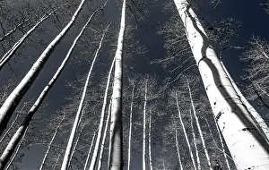 Highway: USA, Utah, Woodruff aspen trees along highway 39