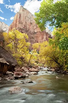 Zion: USA, Utah, Zion National Park. American dipper