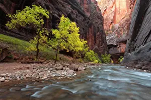Zion: USA, Utah, Zion National Park. Fall colors in the