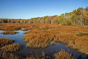Hollice: USA, Virginia, Alexandria, Huntley Meadows Park