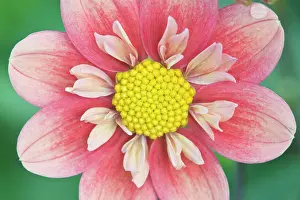 Arty: USA, Washington, Bellevue, Bellevue Botanical