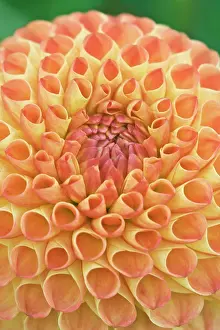 Arty: USA, Washington, Bellevue, Bellevue Botanical