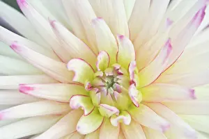 Selective: USA, Washington, Bellevue, Bellevue Botanical