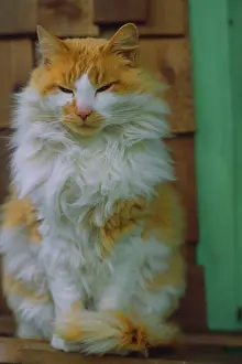 Ginger: USA, Washington, Bellingham. Fluffy orange