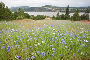 Catherine: USA, Washington, Columbia River Gorge National