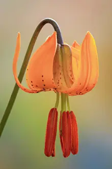 Columbia: USA, Washington, Dewatto. Tiger lily flower close-up