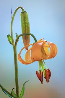 Columbia: USA, Washington, Dewatto. Tiger lily flower close-up
