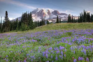 Rainier: USA, Washington, Mt. Rainier NP, Mt. Rainier